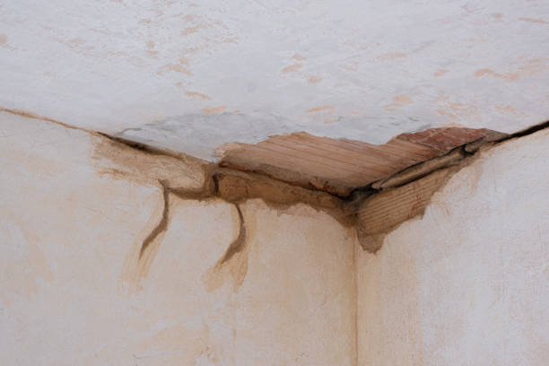 Best Mold removal after water damage  in Level Plains, AL